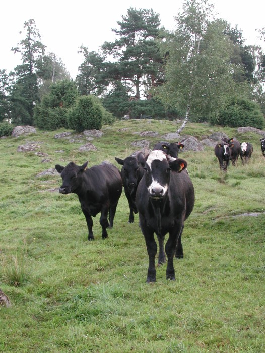 kor på bete