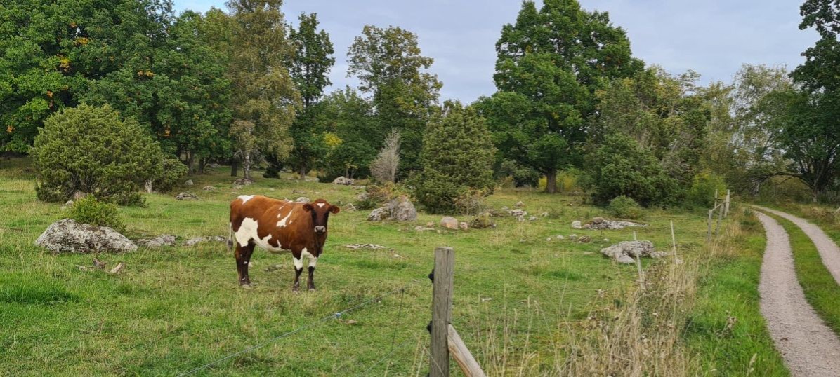 Brun-vit ko på naturbete.