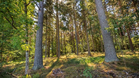 skog, trädstammar