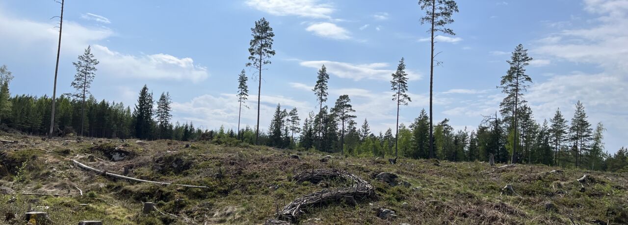 skogsbrand